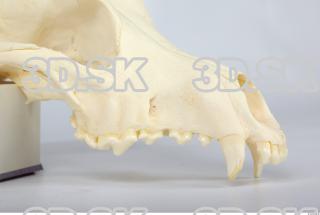 Skull Dog 0040